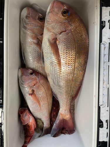 マダイの釣果