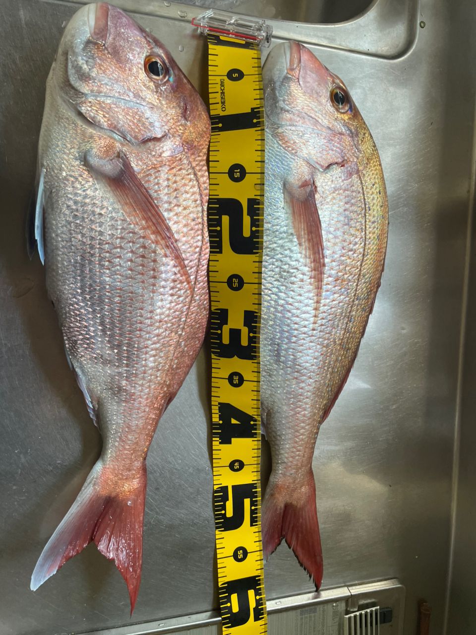 ちゃぼ玉さんの釣果 2枚目の画像