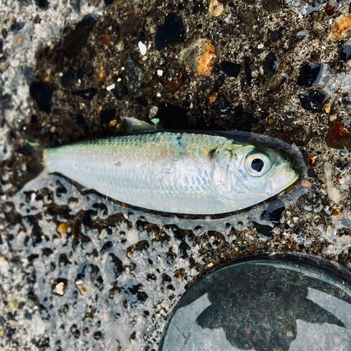 サッパの釣果