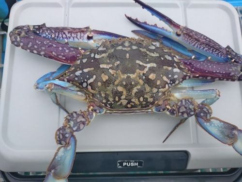 タイワンガザミの釣果