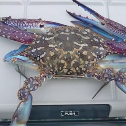 タイワンガザミ