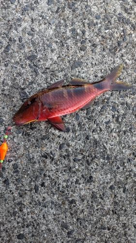 オジサンの釣果
