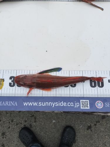 ホウボウの釣果