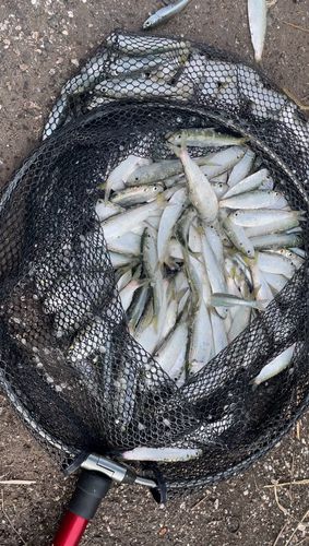 ツバスの釣果