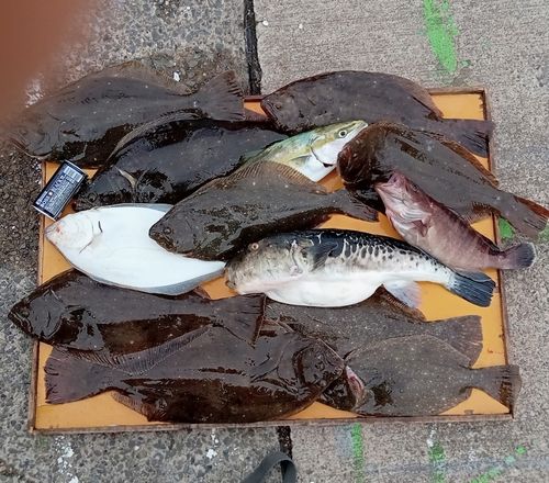 ヒラメの釣果