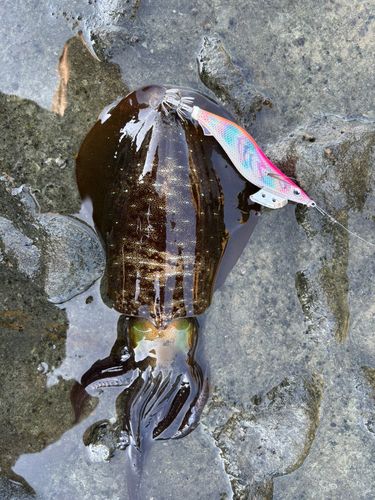 アオリイカの釣果