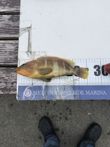 アオハタの釣果