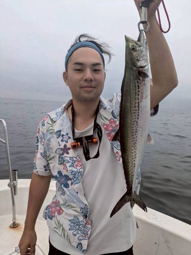 サゴシの釣果
