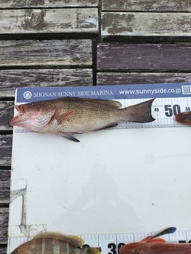 オオモンハタの釣果