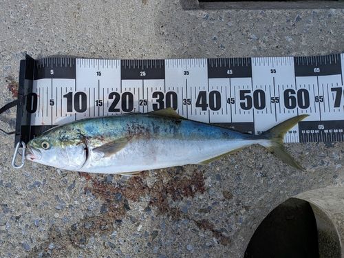 ワラサの釣果