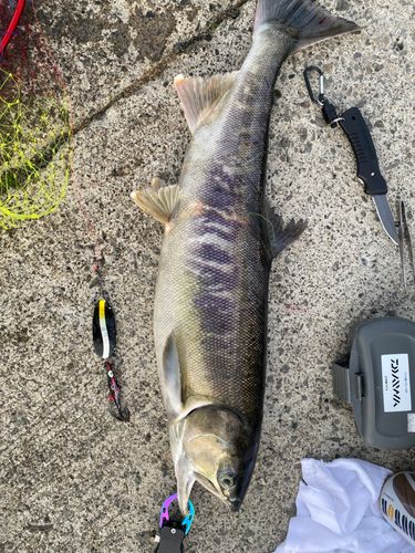 アキアジの釣果