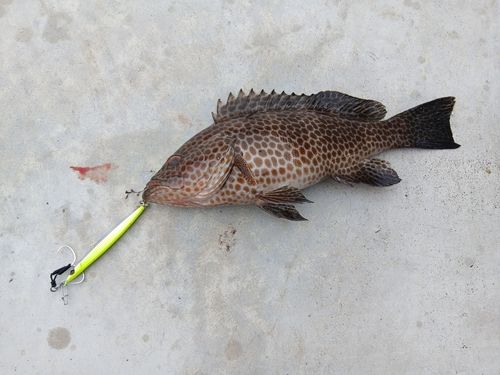 オオモンハタの釣果