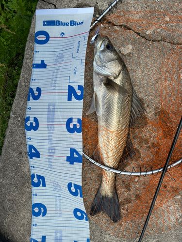 シーバスの釣果