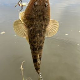 マゴチ
