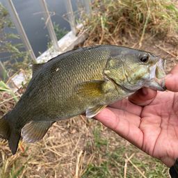 スモールマウスバス