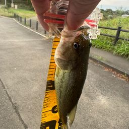 ブラックバス