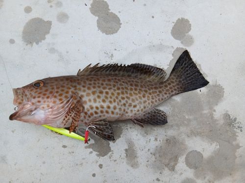 オオモンハタの釣果