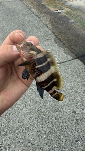 アオハタの釣果