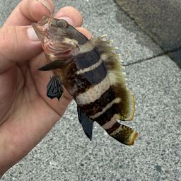 アオハタ