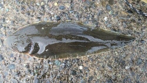 シタビラメの釣果