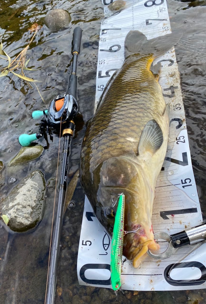 DAIWA 18ラテオ ボートシーバス 73HBの最安値・インプレ・釣果