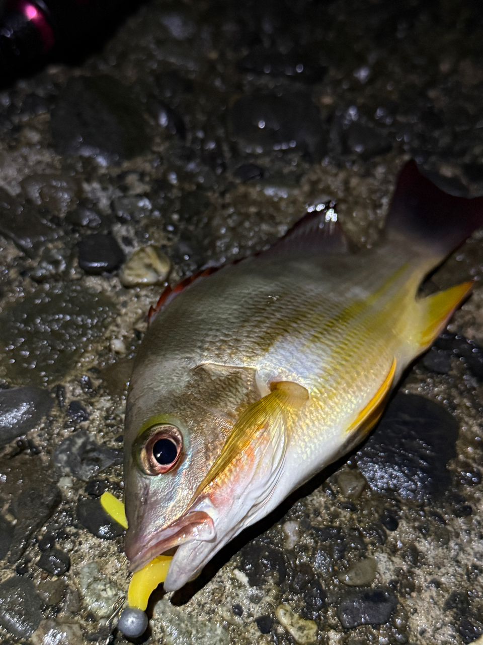 タテシマフエフキ