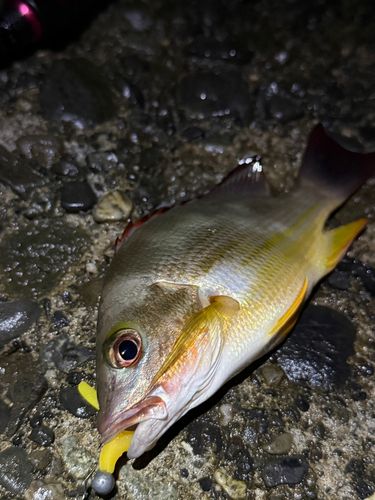 タテシマフエフキの釣果