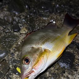 タテシマフエフキ