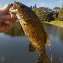 スモールマウスバス