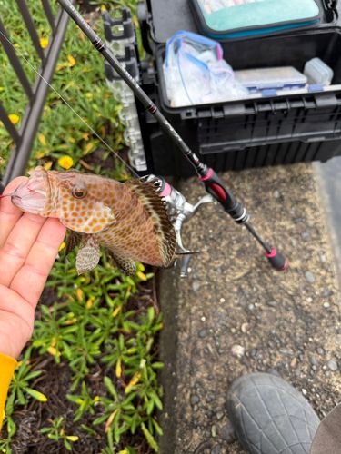 オオモンハタの釣果