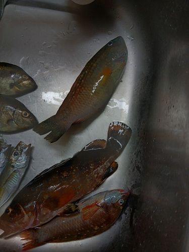 キジハタの釣果