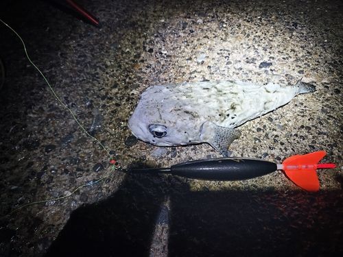イシガキフグの釣果