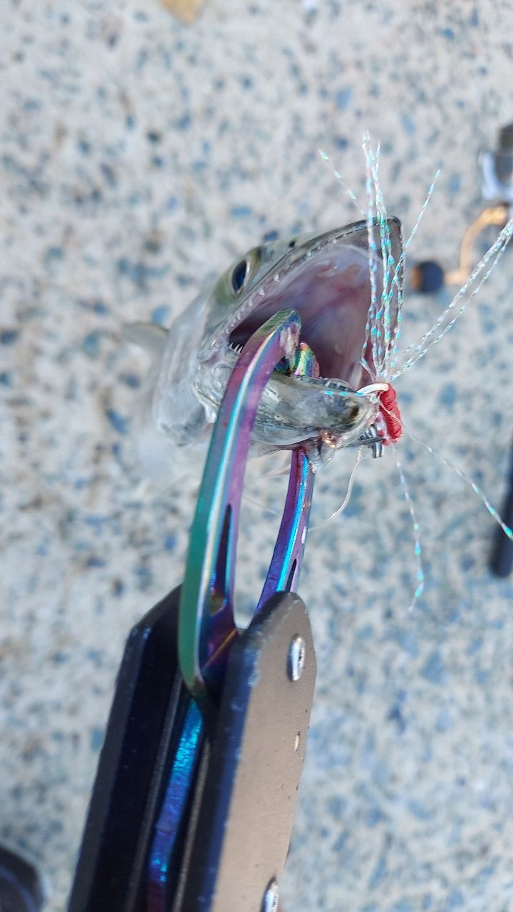 サゴシ
