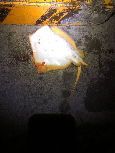 アカエイの釣果