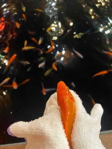 キンギョの釣果