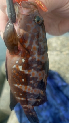 キジハタの釣果