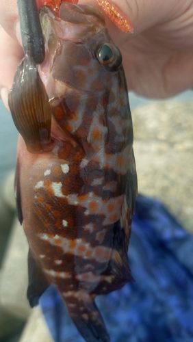 キジハタの釣果
