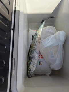サゴシの釣果