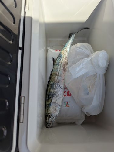 サゴシの釣果