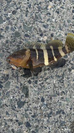 アオハタの釣果