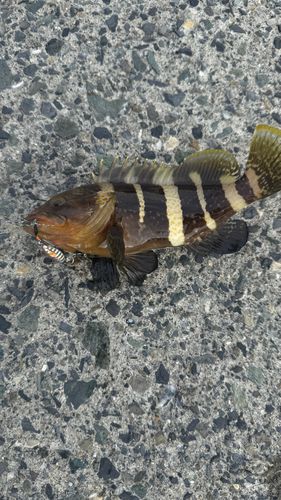 アオハタの釣果