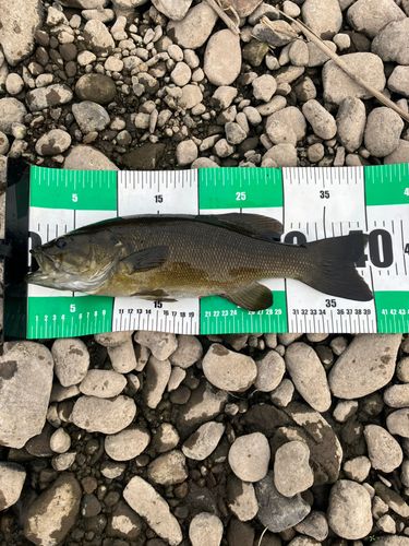 スモールマウスバスの釣果
