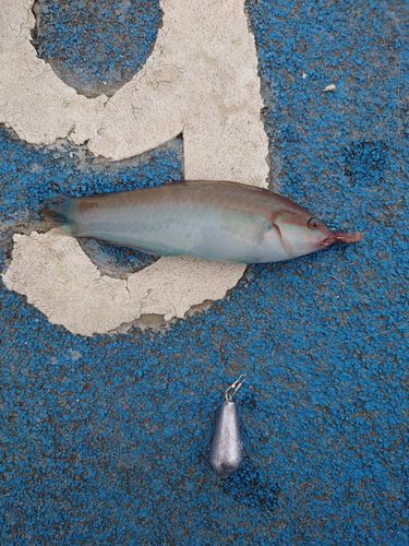 ベラの釣果