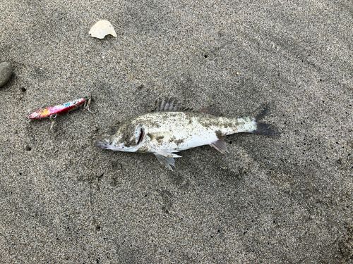セイゴ（マルスズキ）の釣果
