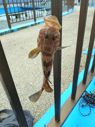 キジハタの釣果