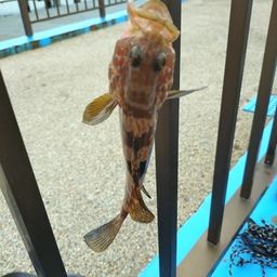 キジハタ