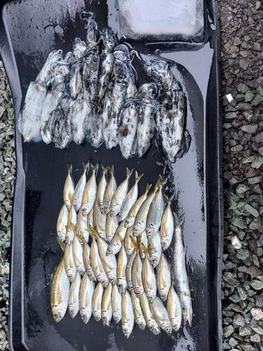 アジの釣果
