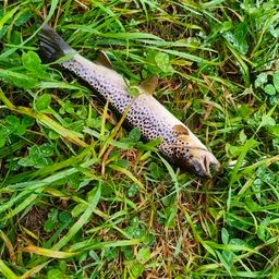 ブラウントラウト