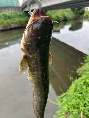 ナマズの釣果