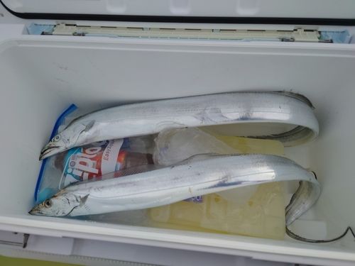 タチウオの釣果